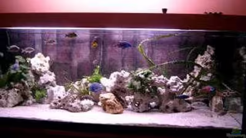 Aquarium Hauptansicht von Becken 179 Aquarium Hauptansicht von Becken 179