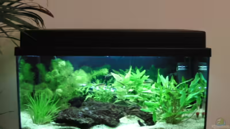 Aquarium Hauptansicht von Becken 17931 Aquarium Hauptansicht von Becken 17931