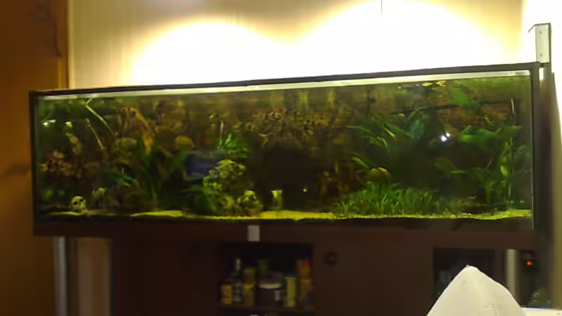 Aquarium Hauptansicht von Becken 17956 Aquarium Hauptansicht von Becken 17956