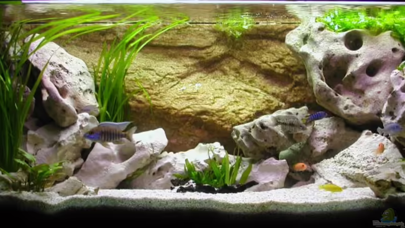 Aquarium Hauptansicht von Becken 180 Aquarium Hauptansicht von Becken 180