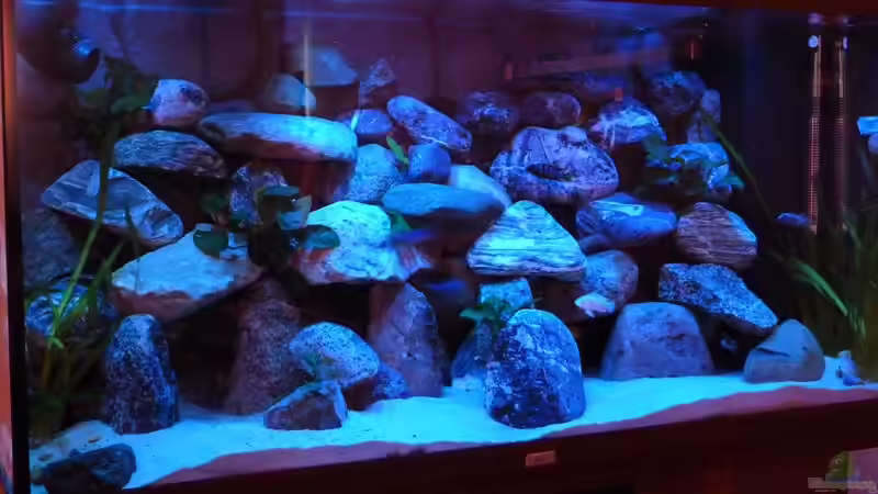 Aquarium Hauptansicht von Becken 18028 Aquarium Hauptansicht von Becken 18028