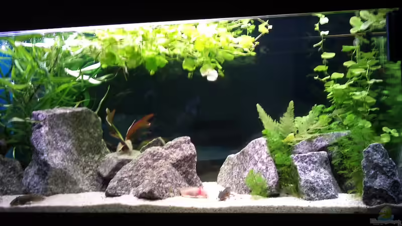 Aquarium Hauptansicht von Becken 18030 Aquarium Hauptansicht von Becken 18030