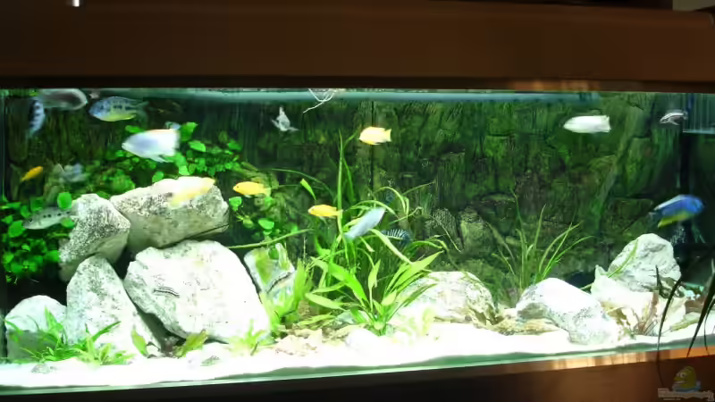 Aquarium Hauptansicht von Becken 1806 Aquarium Hauptansicht von Becken 1806