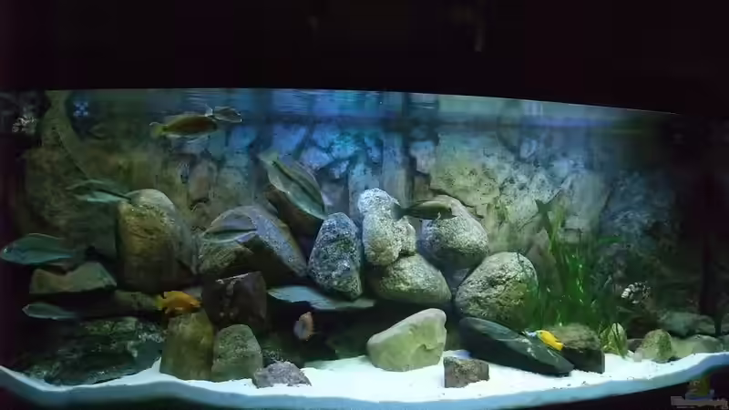 Aquarium Hauptansicht von Becken 18174 Aquarium Hauptansicht von Becken 18174