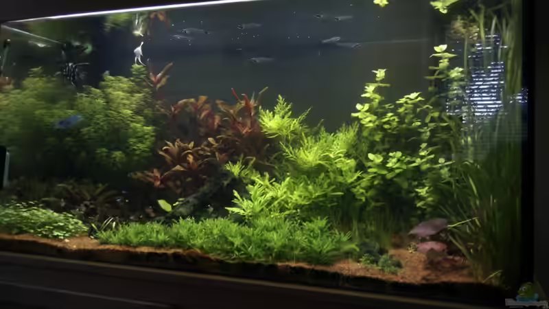 Aquarium Hauptansicht von Becken 18192 Aquarium Hauptansicht von Becken 18192