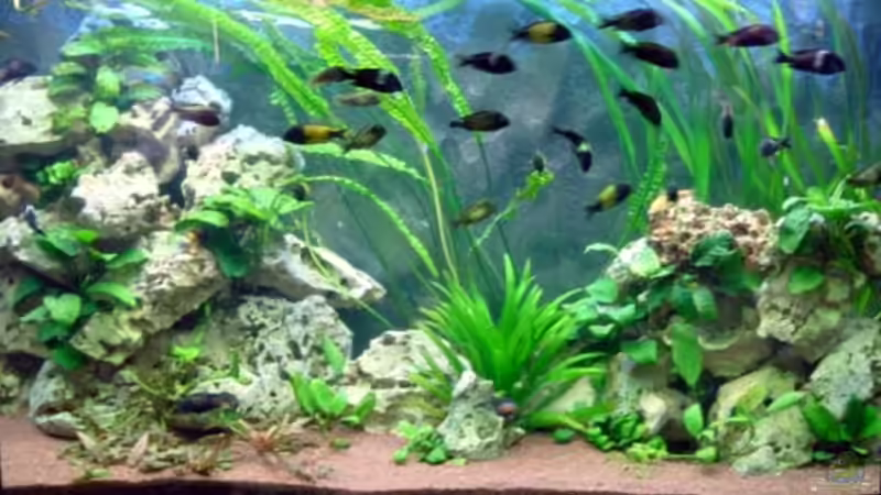 Aquarium Hauptansicht von Becken 182 Aquarium Hauptansicht von Becken 182