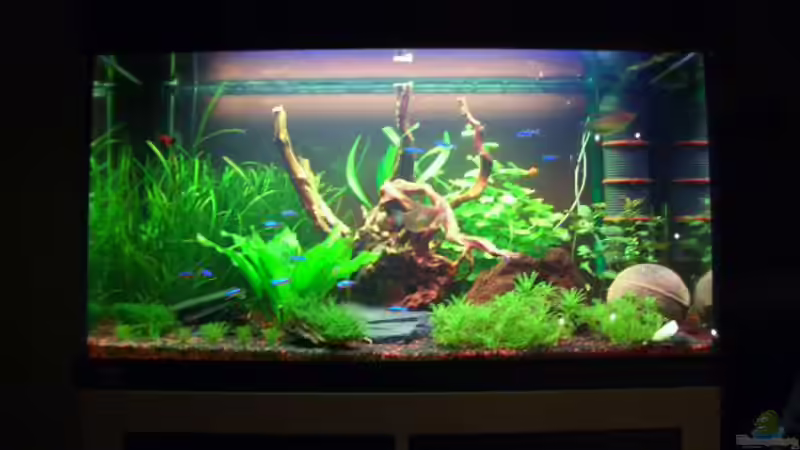 Aquarium Hauptansicht von Becken 18228 Aquarium Hauptansicht von Becken 18228