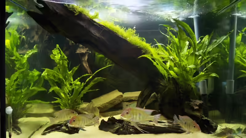 Aquarium Hauptansicht von Becken 18309 Aquarium Hauptansicht von Becken 18309