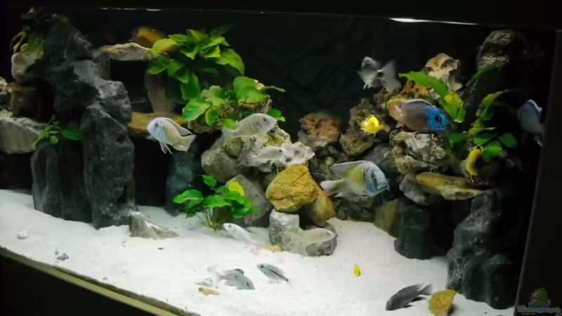 Aquarium Hauptansicht von Becken 18312 Aquarium Hauptansicht von Becken 18312