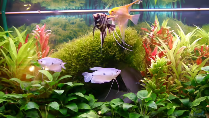 Aquarium Hauptansicht von Becken 18323 Aquarium Hauptansicht von Becken 18323