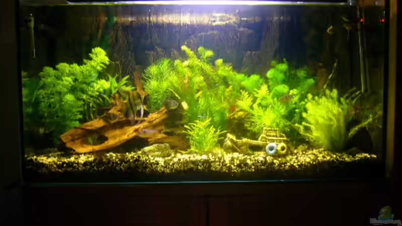 Aquarium Hauptansicht von Becken 1833 Aquarium Hauptansicht von Becken 1833