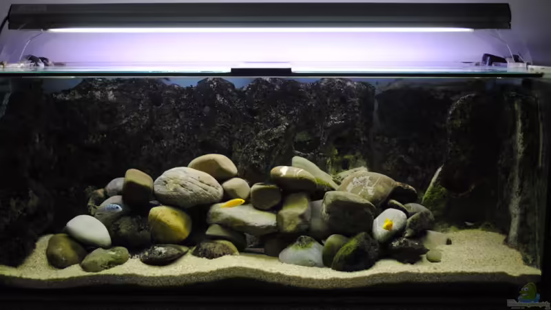 Aquarium Hauptansicht von Becken 18370 Aquarium Hauptansicht von Becken 18370