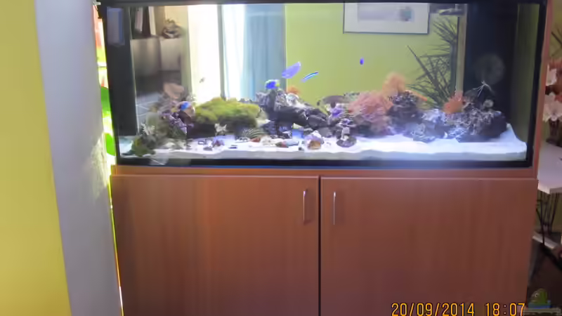 Aquarium Hauptansicht von Becken 18380 Aquarium Hauptansicht von Becken 18380