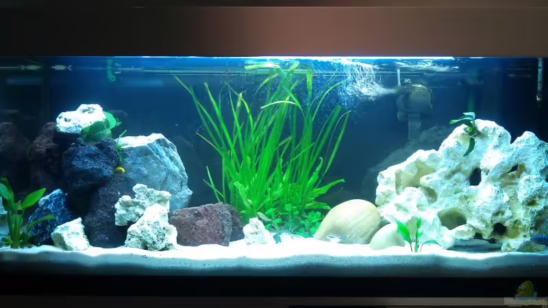 Aquarium Hauptansicht von Becken 18484 Aquarium Hauptansicht von Becken 18484