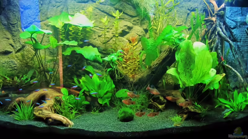 Aquarium Hauptansicht von Becken 18610 Aquarium Hauptansicht von Becken 18610