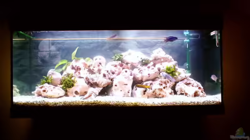 Aquarium Hauptansicht von Becken 187 Aquarium Hauptansicht von Becken 187