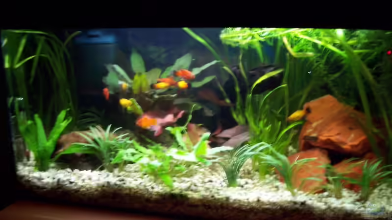 Aquarium Hauptansicht von Becken 1873 Aquarium Hauptansicht von Becken 1873