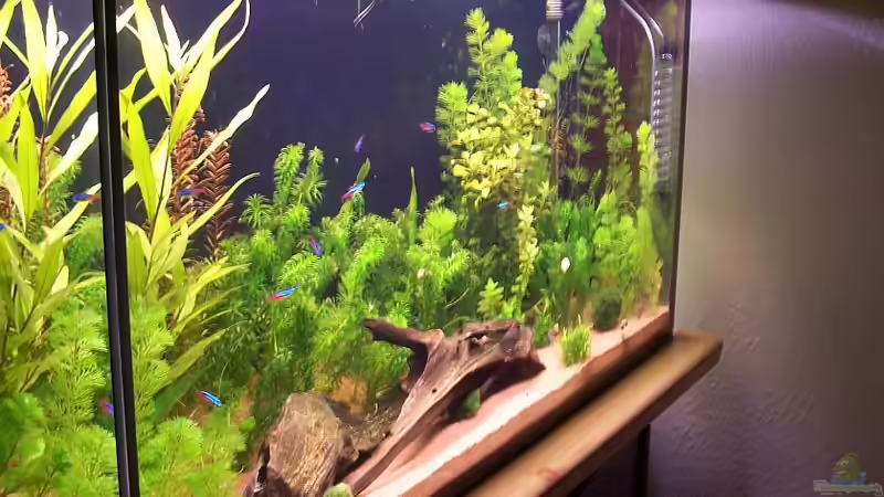 Aquarium Hauptansicht von Becken 18741 Aquarium Hauptansicht von Becken 18741