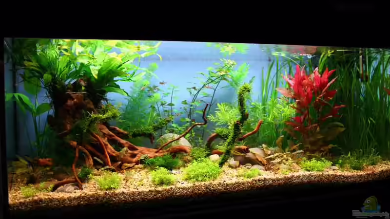 Aquarium Hauptansicht von Becken 18770 Aquarium Hauptansicht von Becken 18770