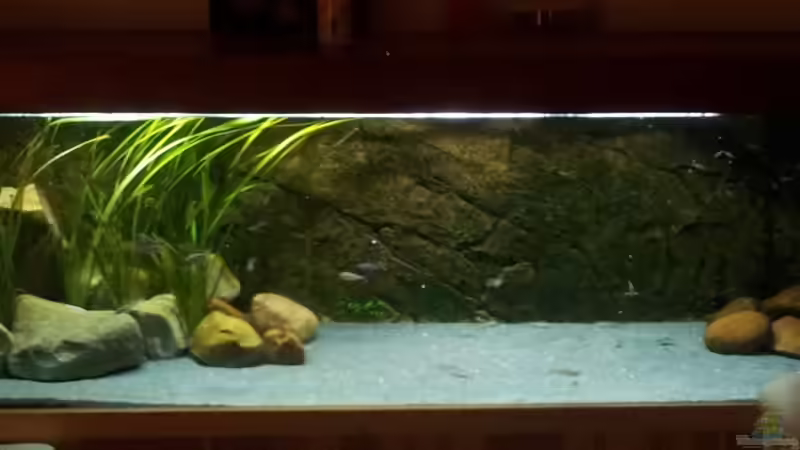 Aquarium Hauptansicht von Becken 18802 Aquarium Hauptansicht von Becken 18802