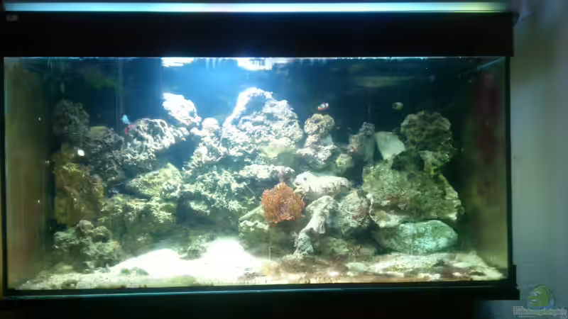 Aquarium Hauptansicht von Becken 18813 Aquarium Hauptansicht von Becken 18813