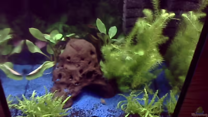 Aquarium Hauptansicht von Becken 19104 Aquarium Hauptansicht von Becken 19104