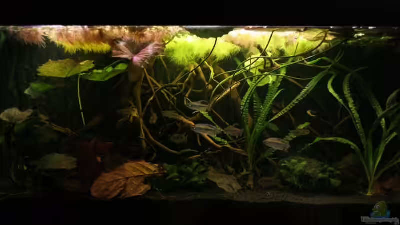 Aquarium Hauptansicht von Becken 19155 Aquarium Hauptansicht von Becken 19155