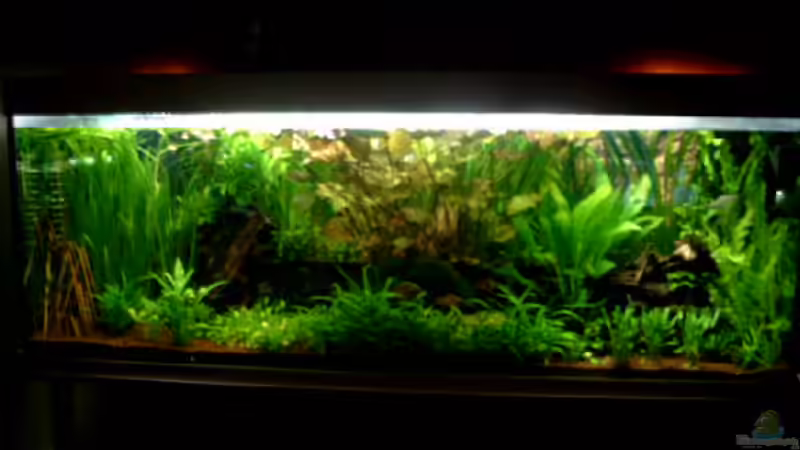 Aquarium Hauptansicht von Becken 1916 Aquarium Hauptansicht von Becken 1916