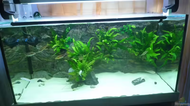 Aquarium Hauptansicht von Becken 19163 Aquarium Hauptansicht von Becken 19163