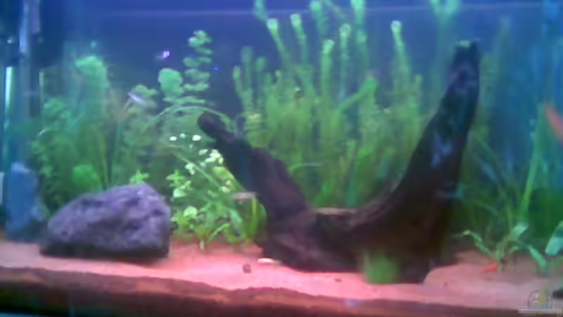 Aquarium Hauptansicht von Becken 1917 Aquarium Hauptansicht von Becken 1917