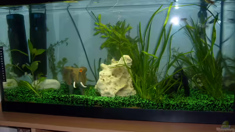 Aquarium Hauptansicht von Becken 19238 Aquarium Hauptansicht von Becken 19238