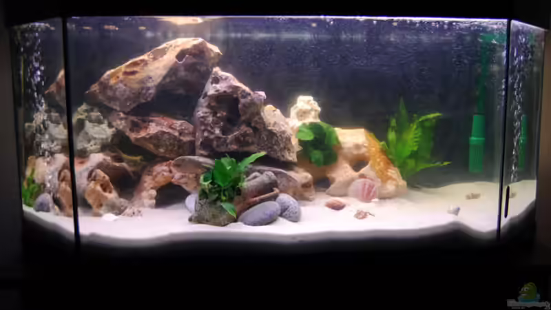 Aquarium Hauptansicht von Becken 19271 Aquarium Hauptansicht von Becken 19271