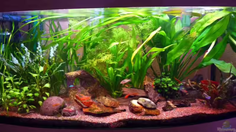 Aquarium Hauptansicht von Becken 19480 Aquarium Hauptansicht von Becken 19480