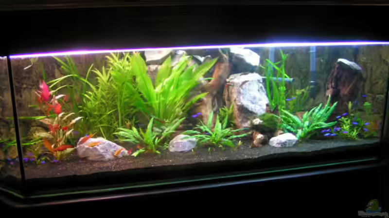 Aquarium Hauptansicht von Becken 1949 Aquarium Hauptansicht von Becken 1949