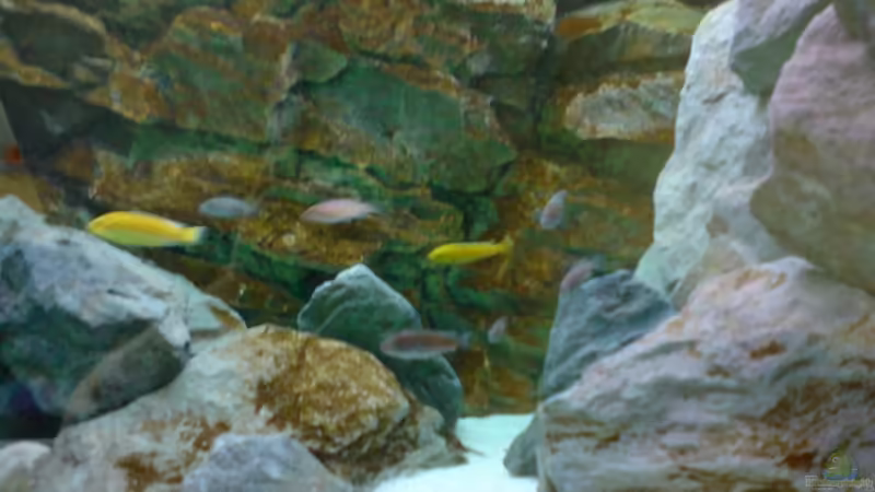 Aquarium Hauptansicht von Becken 1954 Aquarium Hauptansicht von Becken 1954