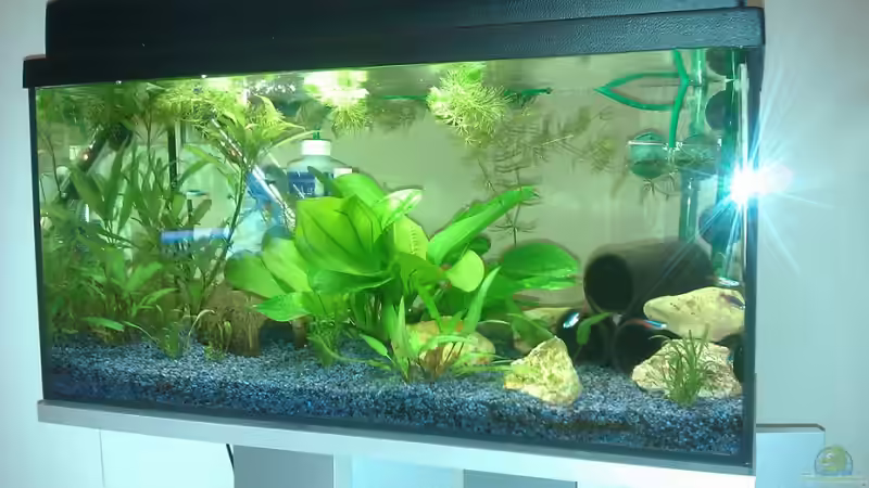 Aquarium Hauptansicht von Becken 19607 Aquarium Hauptansicht von Becken 19607