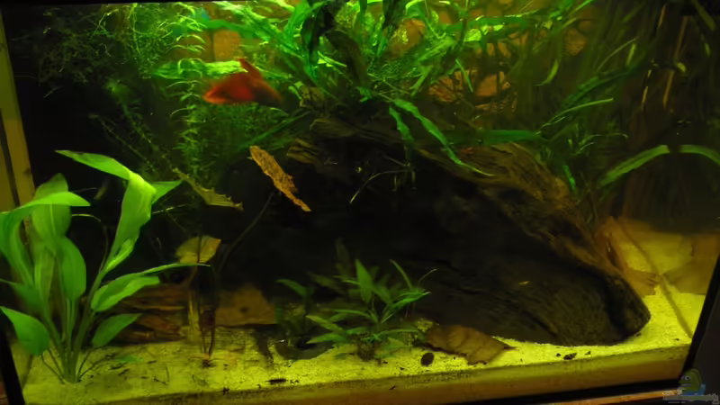 Aquarium Hauptansicht von Becken 19623 Aquarium Hauptansicht von Becken 19623