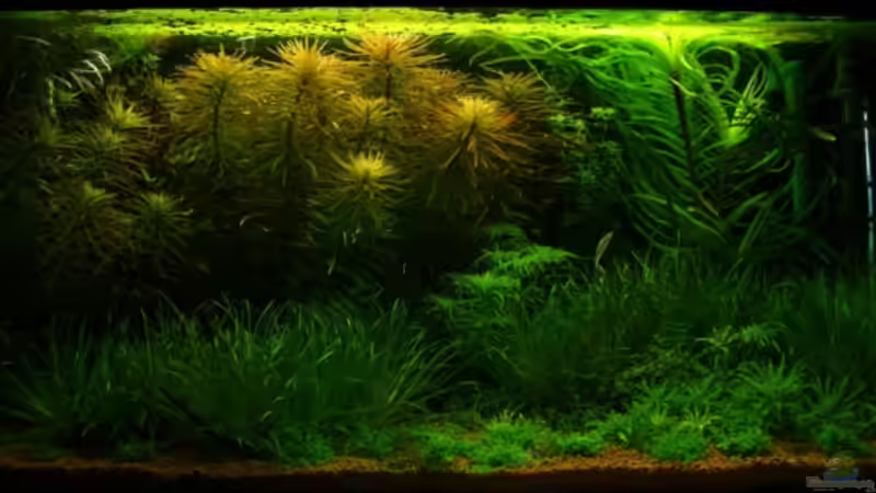 Aquarium Hauptansicht von Becken 1966 Aquarium Hauptansicht von Becken 1966