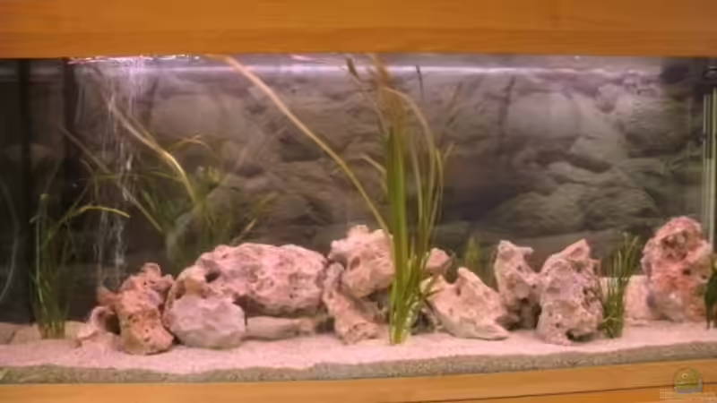 Aquarium Hauptansicht von Becken 19792 Aquarium Hauptansicht von Becken 19792