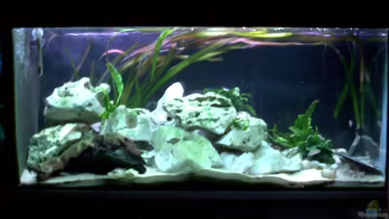 Aquarium Hauptansicht von Becken 198 Aquarium Hauptansicht von Becken 198