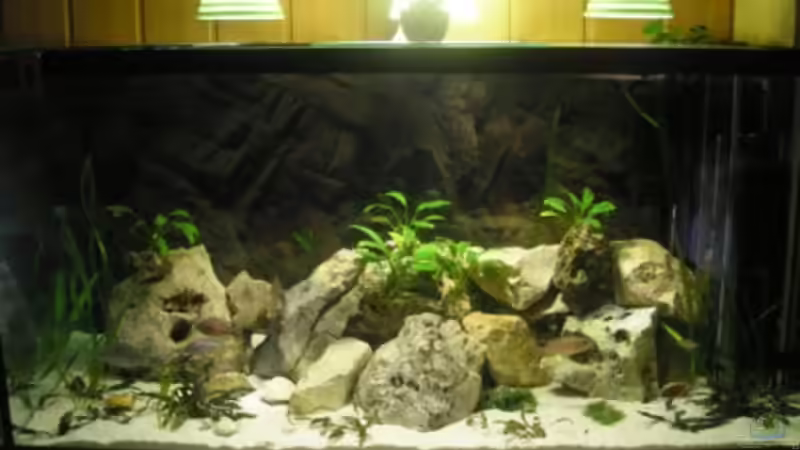 Aquarium Hauptansicht von Becken 19811 Aquarium Hauptansicht von Becken 19811