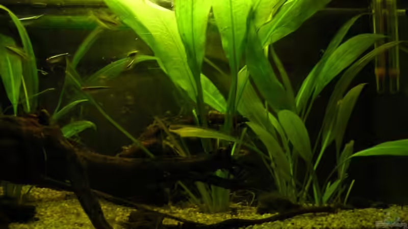 Aquarium Hauptansicht von Becken 1989 Aquarium Hauptansicht von Becken 1989