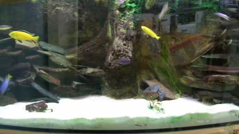 Aquarium Hauptansicht von Becken 1997 Aquarium Hauptansicht von Becken 1997