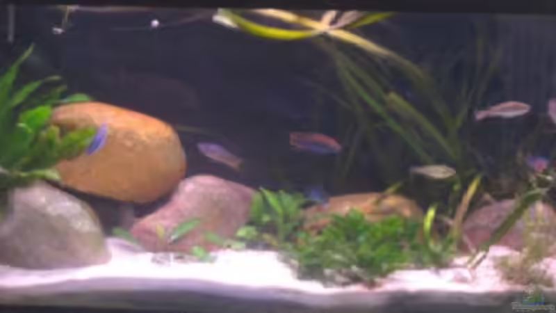 Aquarium Hauptansicht von Becken 200 Aquarium Hauptansicht von Becken 200