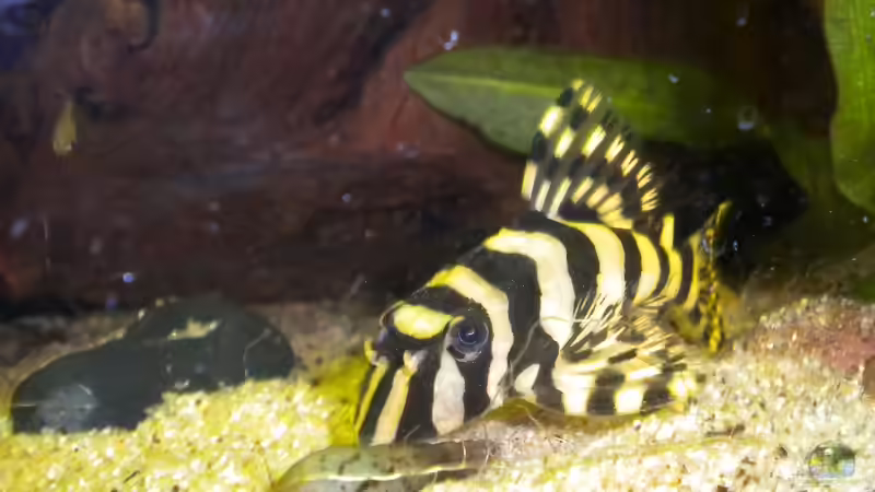 Aquarium Hauptansicht von Becken 20010 Aquarium Hauptansicht von Becken 20010