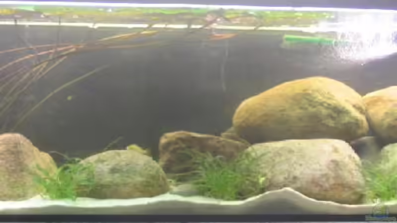 Aquarium Hauptansicht von Becken 201 Aquarium Hauptansicht von Becken 201