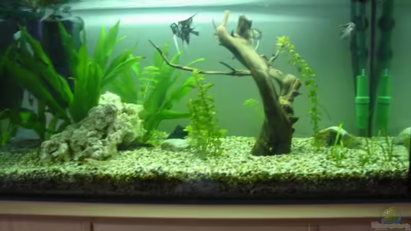 Aquarium Hauptansicht von Becken 2020 Aquarium Hauptansicht von Becken 2020