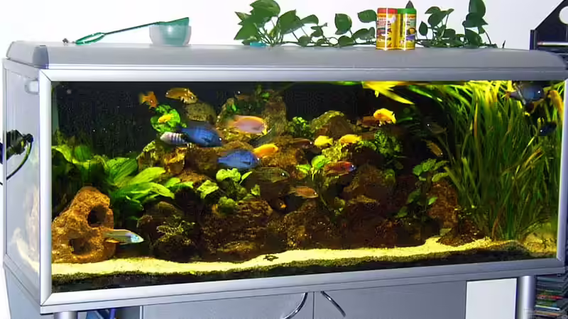 Aquarium Hauptansicht von Becken 2023 Aquarium Hauptansicht von Becken 2023