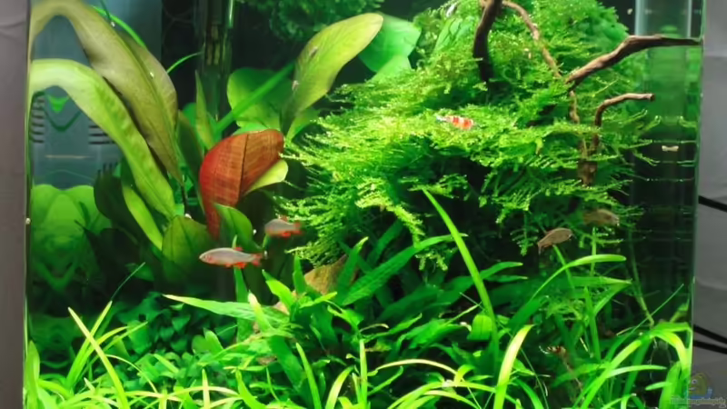 Aquarium Hauptansicht von Becken 20237 Aquarium Hauptansicht von Becken 20237