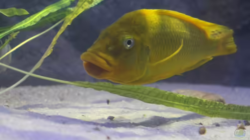 Aquarium Hauptansicht von Becken 20323 Aquarium Hauptansicht von Becken 20323